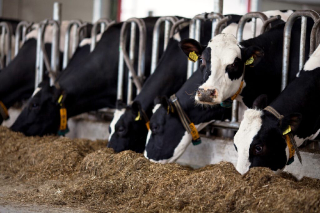 Koeien aan voerhek Linkedin