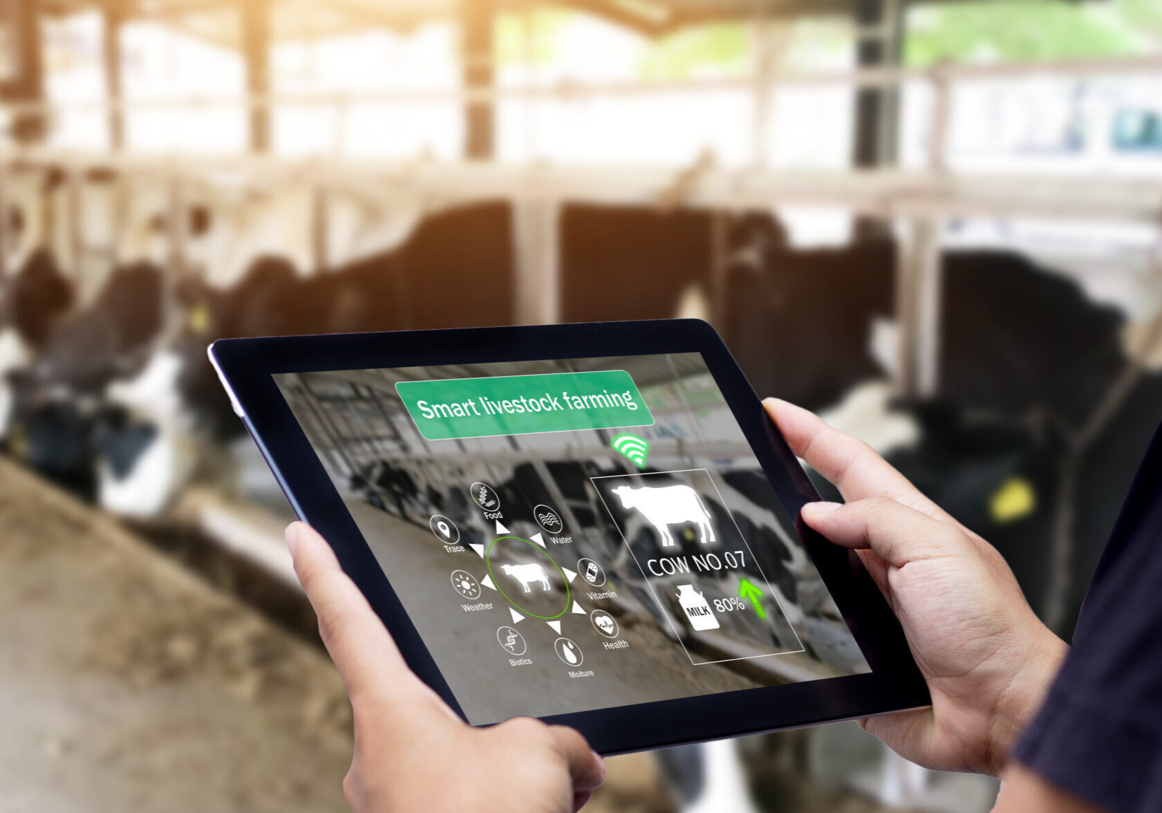 Smart Agritech livestock farming.Farmer Hands using digital tabl